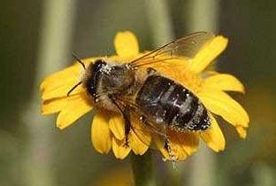 pszczelarstwo ekologiczne
